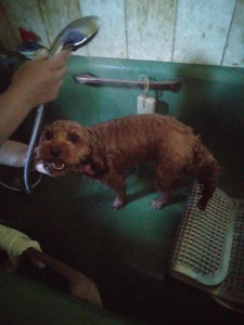 Photo de galerie - Garde chien