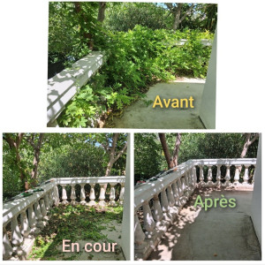 Photo de galerie - Rabattage et suppression de plantes grimpantes envahissantes


