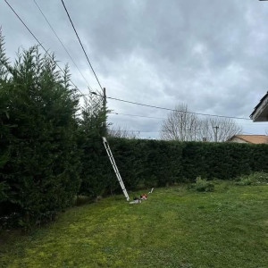 Photo de galerie - Taille de haie de cyprès 