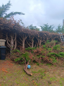 Photo de galerie - Diminution d'une grosse haie de sapin 
