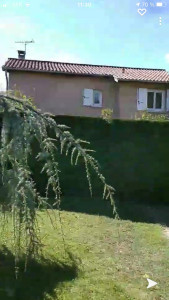 Photo de galerie - Taille de haie de cypres de leyland