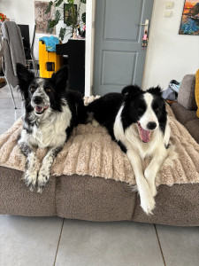 Photo de galerie - Garde chien