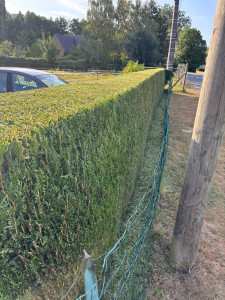 Photo de galerie - Taille de haies 