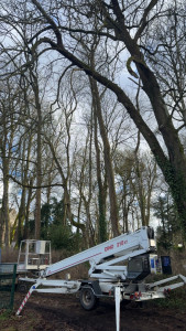 Photo de galerie - Démontage sécurisé d’un marronnier avec nacelle élévatrice 