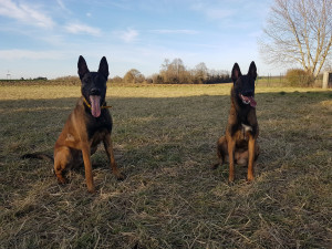 Photo de galerie - Garde chien