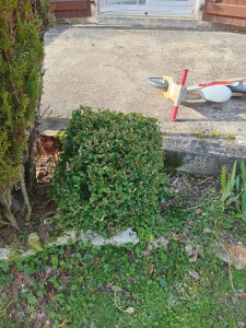 Photo de galerie - Avant taille en banzai