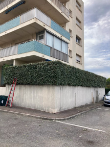 Photo de galerie - Entretien du haie 