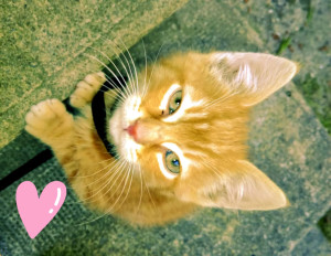 Photo de galerie - Simba roi de la croquette