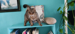 Photo de galerie - Le chat Taj