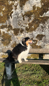 Photo de galerie - Garde chien