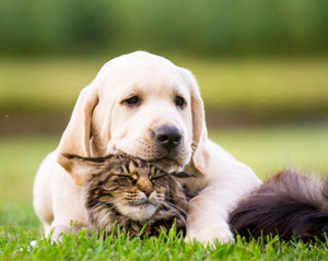 Photo de galerie - Garde chien