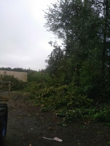 Photo de galerie - Elagage et coupe d'arbres