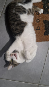 Photo de galerie - Garde chat