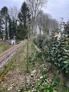 Photo de galerie - Taille de haies et d'arbustes