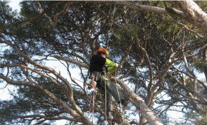 Photo de galerie - élagage 