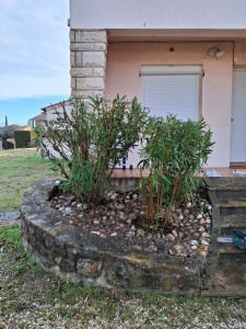 Photo de galerie - Taille de lauriers rose