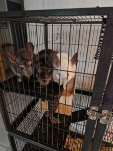 Photo de galerie - La famille chinchilla qui se repose