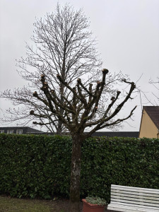 Photo de galerie - Elagage et coupe d'arbres