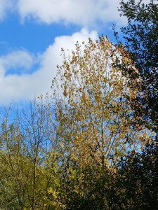 Photo de galerie - Nid de frelons