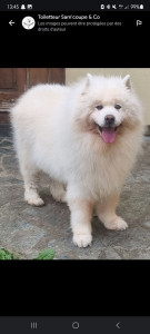 Photo de galerie - Toilettage