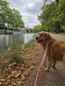 Photo de galerie - Garde et visite d'animaux de compagnie, chats, chiens, poissons rouges,... 