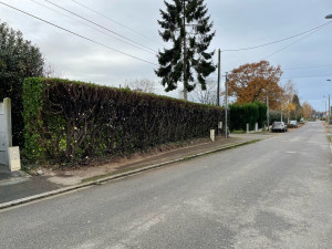 Photo de galerie - Taille de haies et d'arbustes