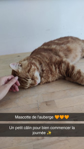 Photo de galerie - Surveillance de la mascotte d'une auberge de jeunesse. Petit chat nommé Glue