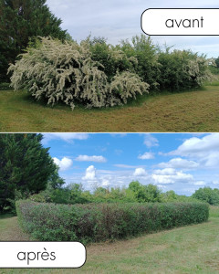 Photo de galerie - Taille Haie pyracanthas