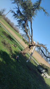 Photo de galerie - Abatage d'un sapin avec évacuation 

