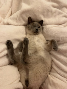 Photo de galerie - Baloo