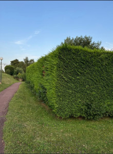 Photo de galerie - Taille de haies et d'arbustes