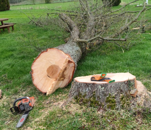 Photo de galerie - Elagage et coupe d'arbres