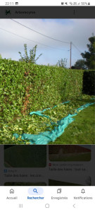 Photo de galerie - Taille de haies et d'arbustes