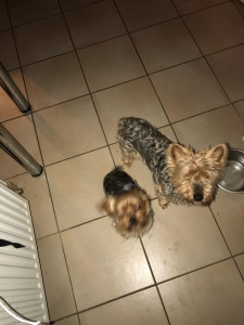 Photo de galerie - Garde et promenade de chien