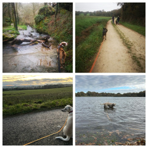 Photo de galerie - Garde chien