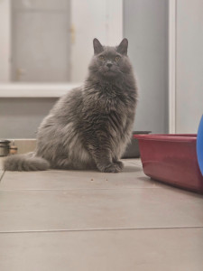 Photo de galerie - Garde chat