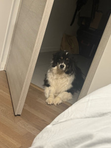 Photo de galerie - Shadow qui attend patiemment à l’entrée de la chambre !?