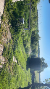 Photo de galerie - Tonte de pelouse - Débroussaillage