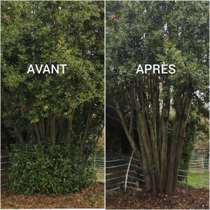 Photo de galerie - Éclaircissage d'un Laurier