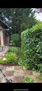 Photo de galerie - Taille de laurier