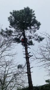 Photo de galerie - Démontage et elagage d'un pin
