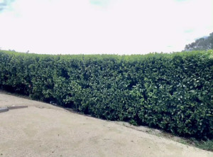 Photo de galerie - Jardinier