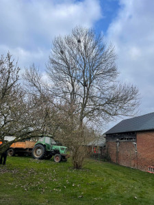 Photo de galerie - Elagage et coupe d'arbres