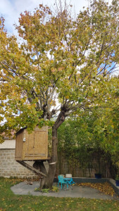 Photo de galerie - Elagage et coupe d'arbres