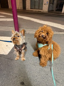 Photo de galerie - Garde chien