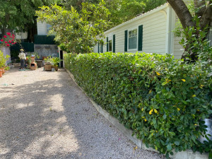 Photo de galerie - Taille de haies et d'arbustes