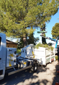 Photo de galerie - élagage et ramassage 