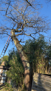 Photo de galerie - Abattage et mise en sécurité d’un cabanon 