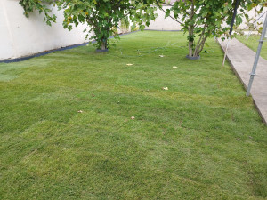 Photo de galerie - Après  mon passage  pose de gazon  en rouleaux 