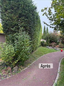 Photo de galerie - Taille de haies et d'arbustes